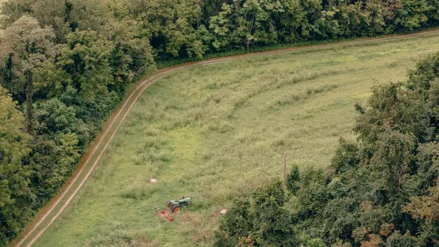 a close up of a plant in a garden