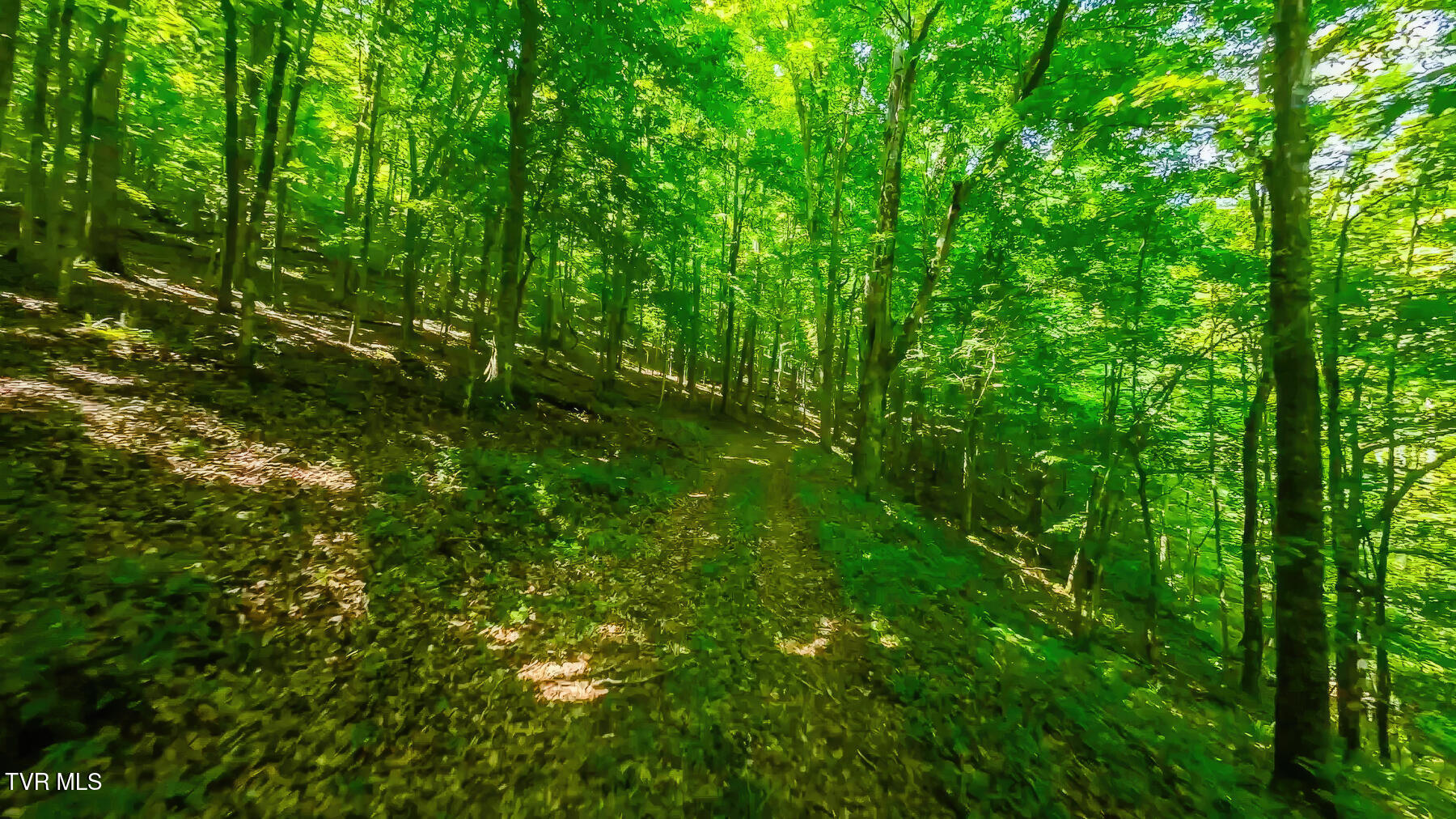 Tbd Eb Holw Road Eidson, TN 37731 - Photo 12 of 16 207