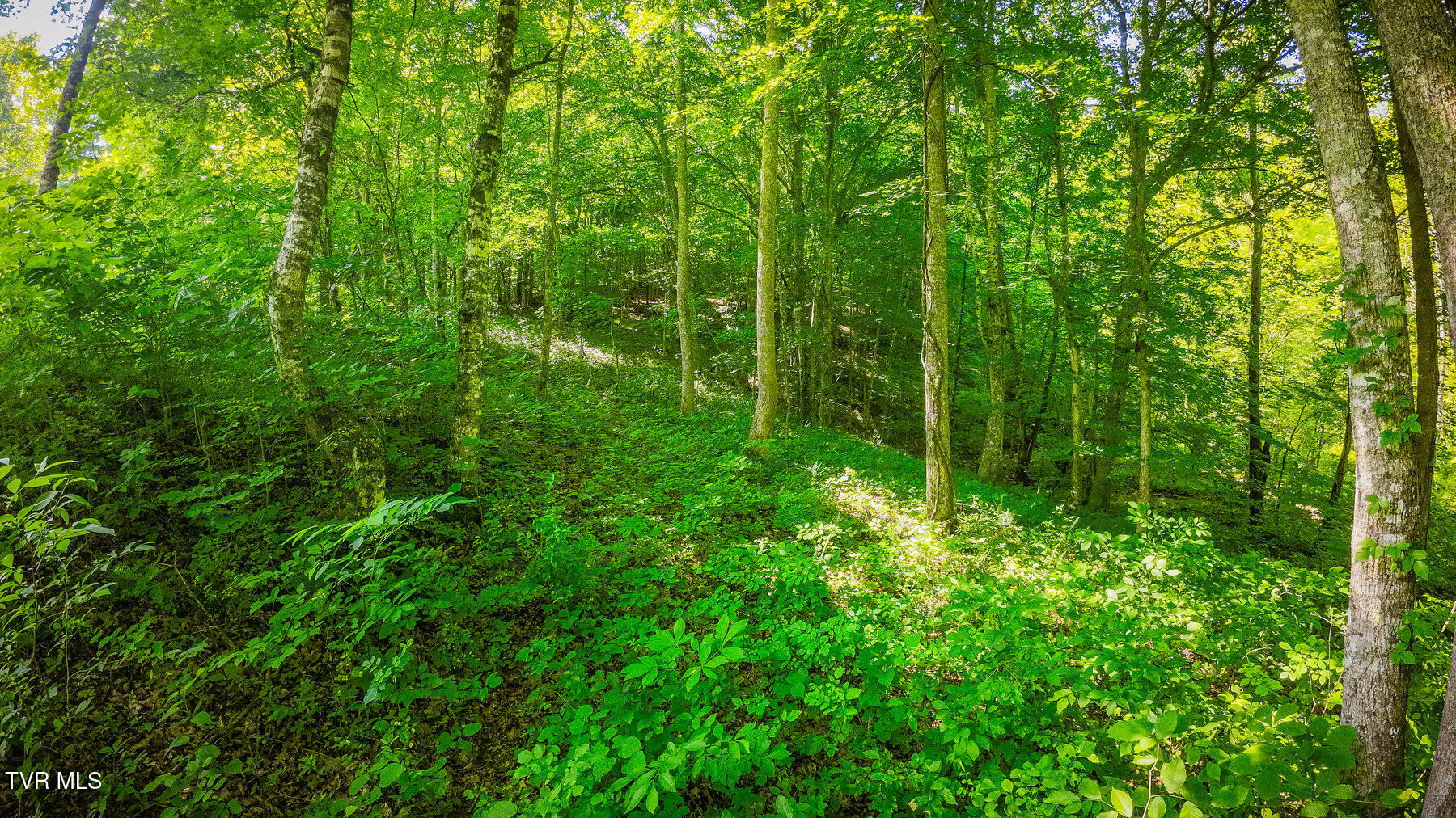 Tbd Eb Holw Road Eidson, TN 37731 - Photo 8 of 16 121