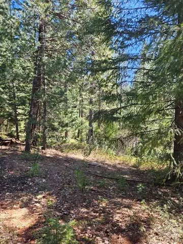 a view of a yard with plants and trees