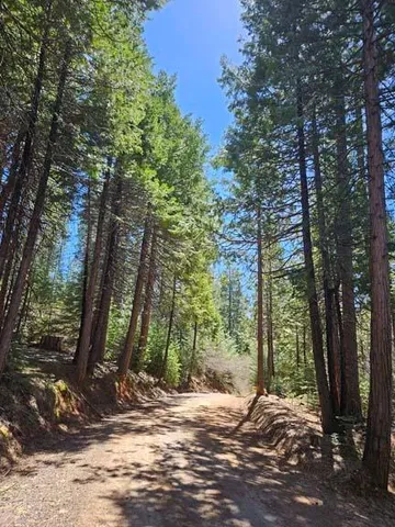 a view of a yard with plants and trees