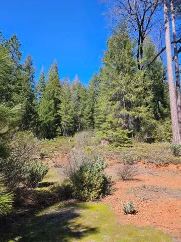a view of a yard with a tree