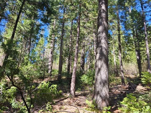 2 Indian Diggins Road Somerset, CA 95684 - Photo 7 of 9 a view of forest