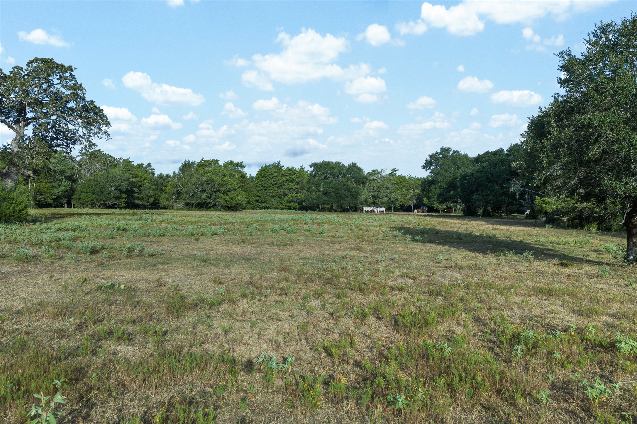 444 North Nassau Road Round Top, TX 78954 - Photo 9 of 19 Gallery Image 9