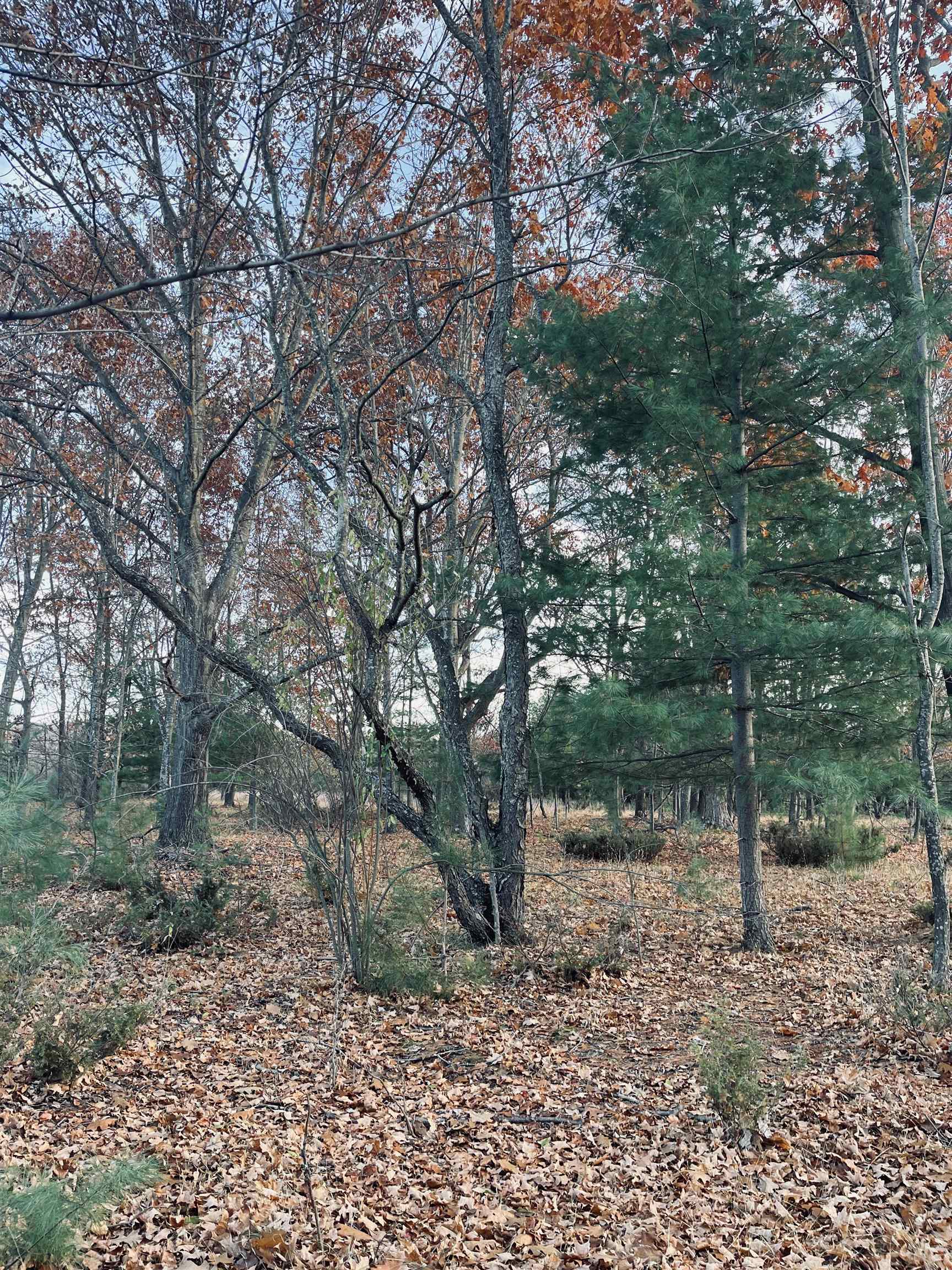0 Bunker Hill Road Williamsburg, MI 49690 - Photo 10 of 13