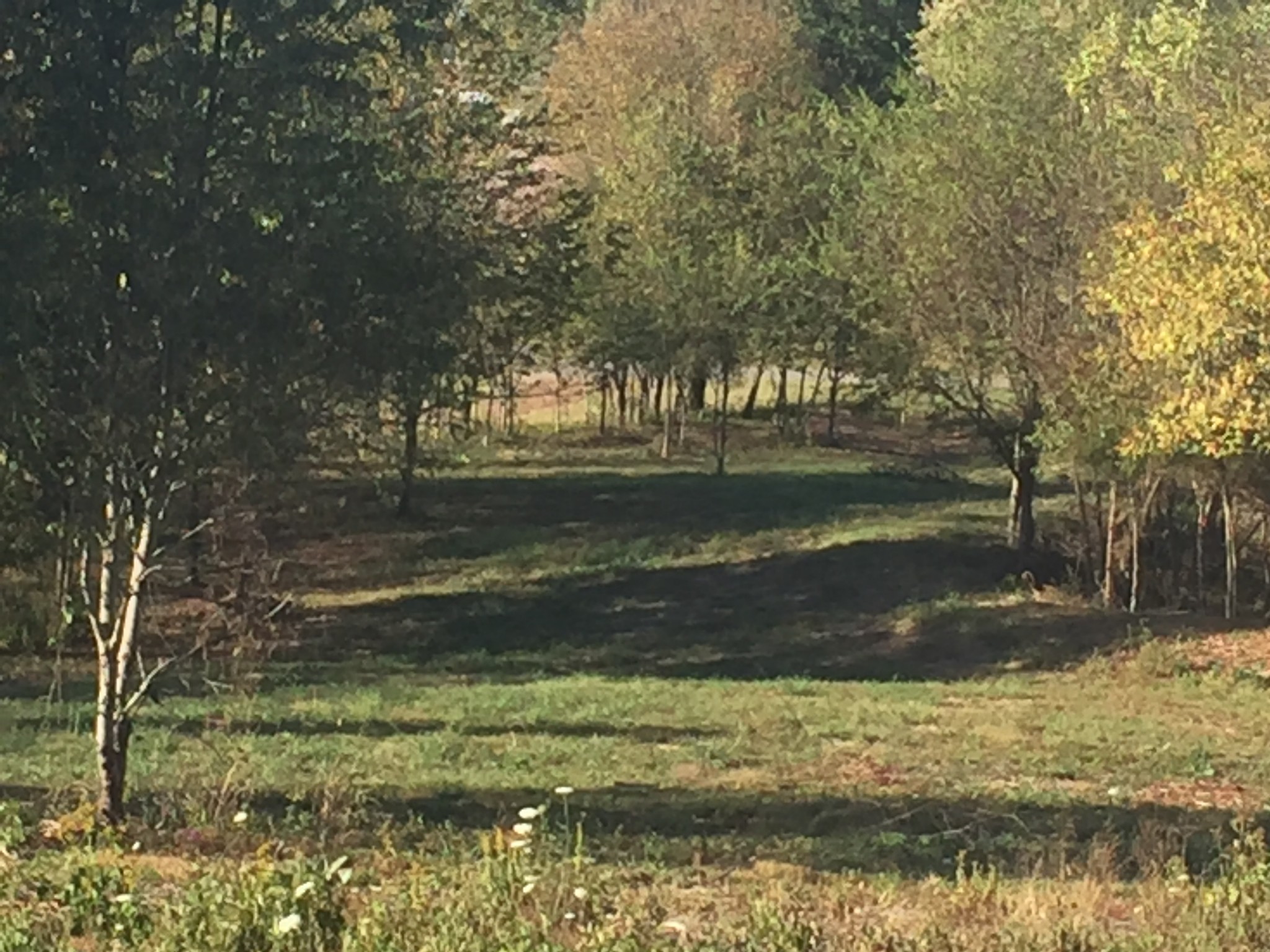766 Neal Road Watertown, TN 37184 - Photo 12 of 25 a view of a yard with a tree