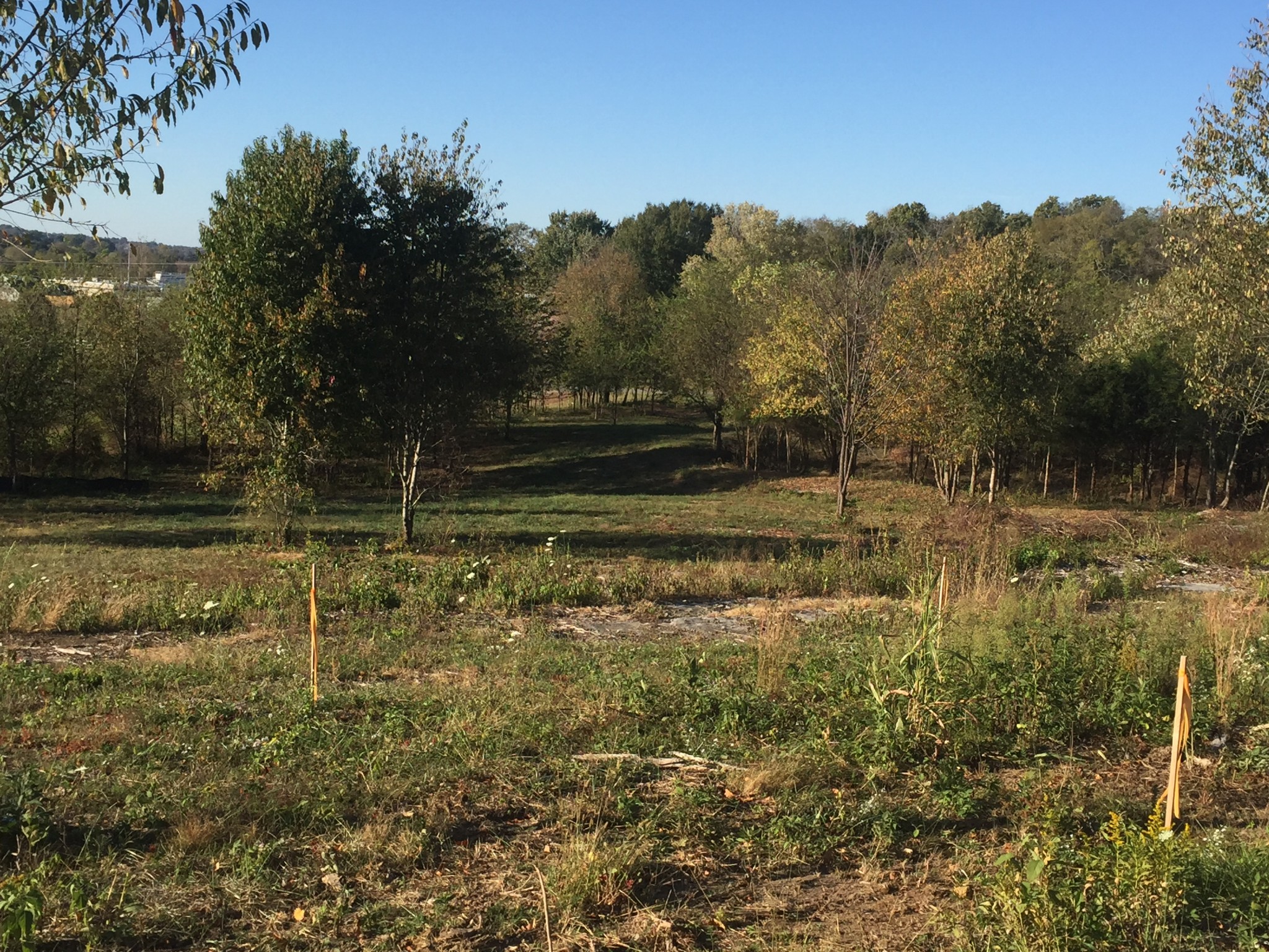 766 Neal Road Watertown, TN 37184 - Photo 13 of 25 a view of yard