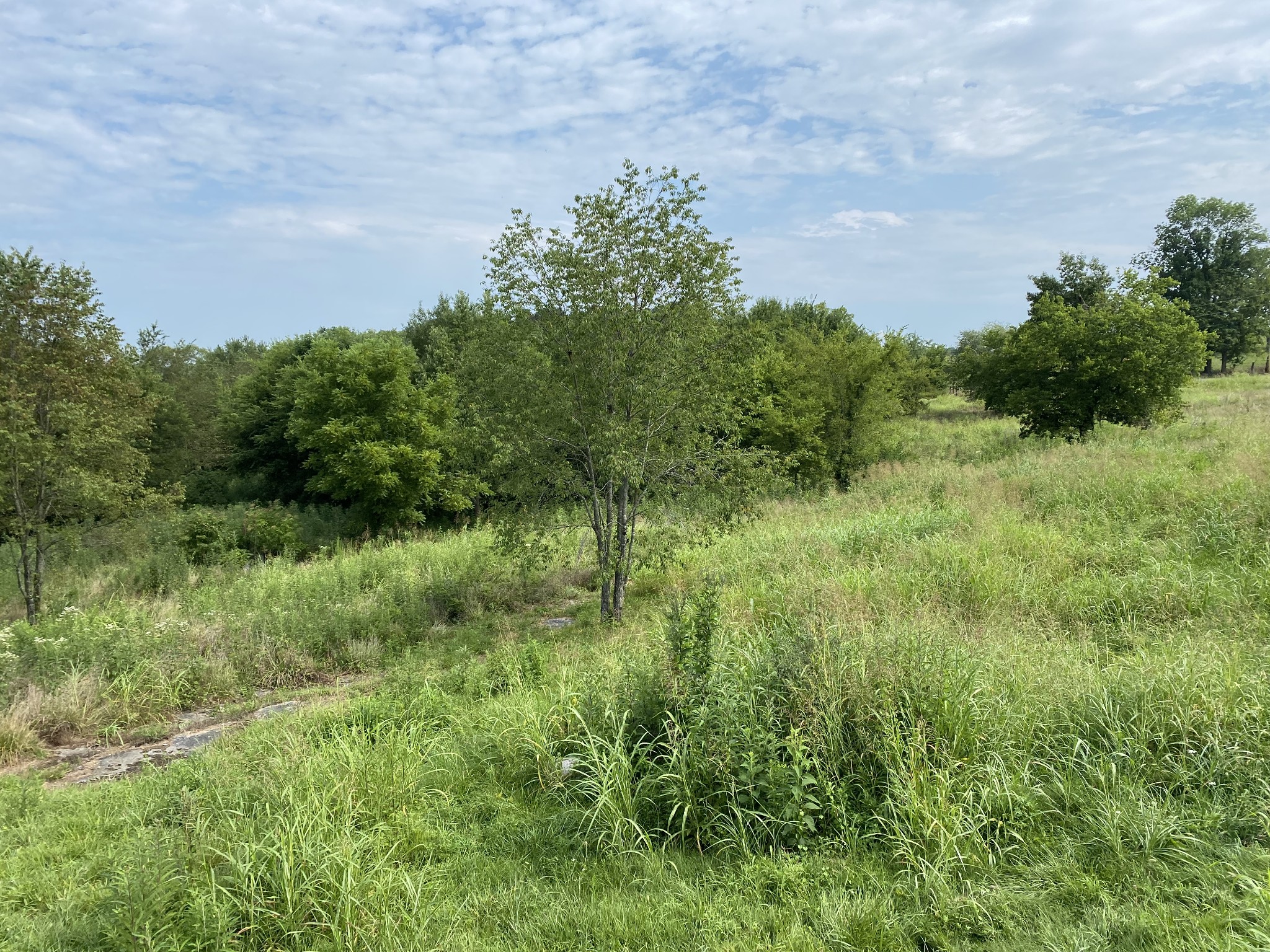 766 Neal Road Watertown, TN 37184 - Photo 7 of 25 a view of a lush green space
