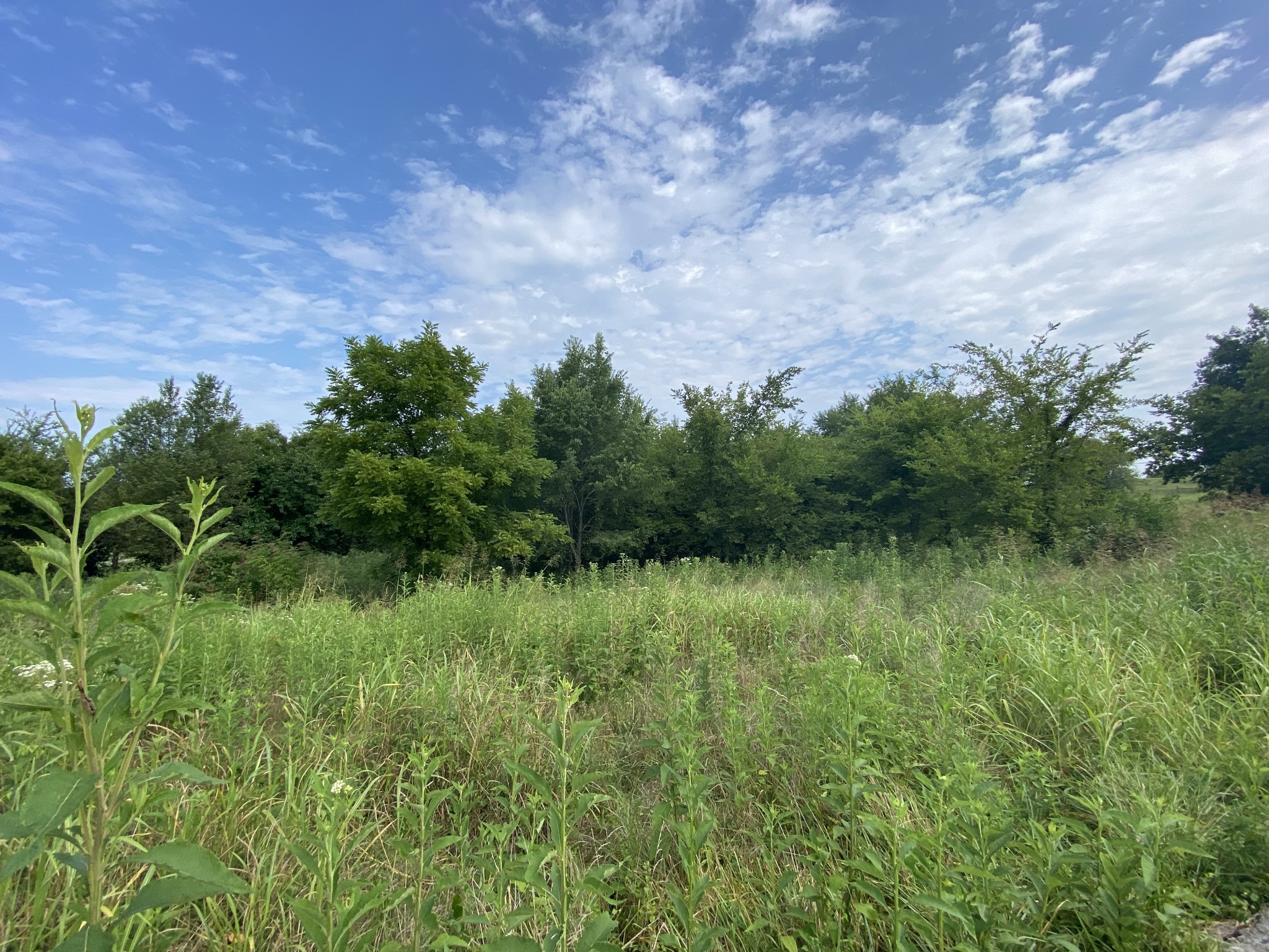 766 Neal Road Watertown, TN 37184 - Photo 8 of 25 a view of a lush green space