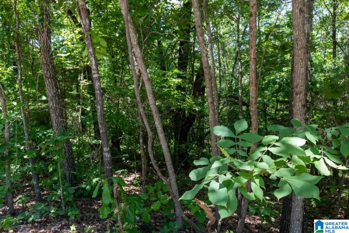 Corner Mountain Road Carbon Hill, AL 35549 - Photo 5 of 8