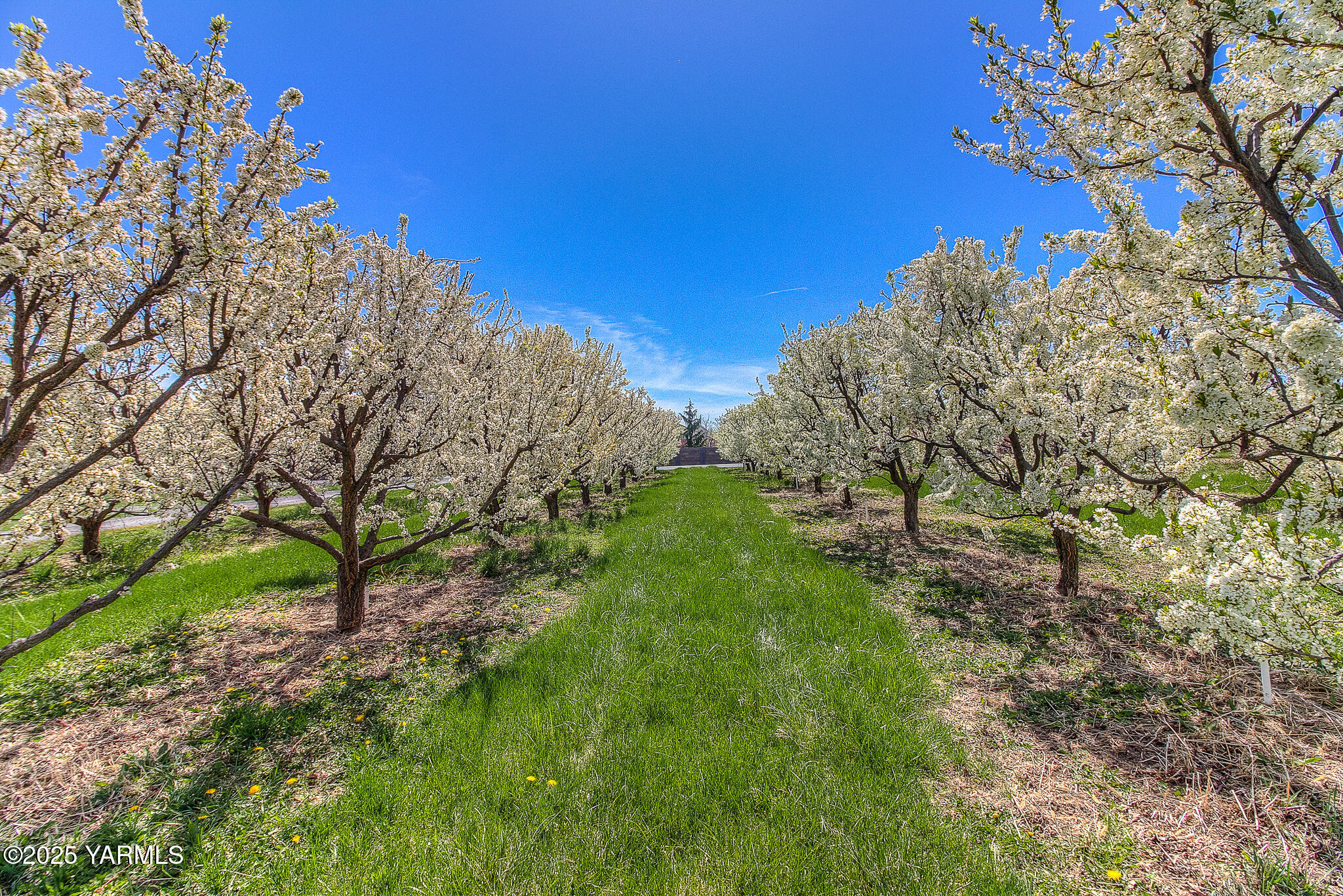 11901 Zier Road Yakima, WA 98908 - Photo 39 of 46 a view of a yard with a tree