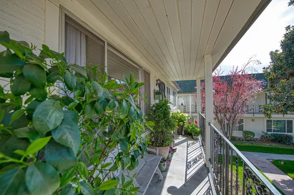 a couple of flower plants in front of house