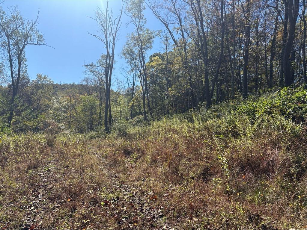 103 Wash Run Road White, PA 15490 - Photo 5 of 35 a view of a forest with trees in the background