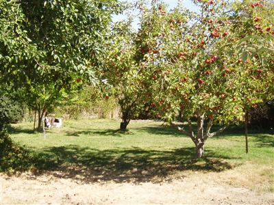 8314 Elphick Road Sebastopol, CA 95472 - Photo 7 of 10 a view of a yard with large trees