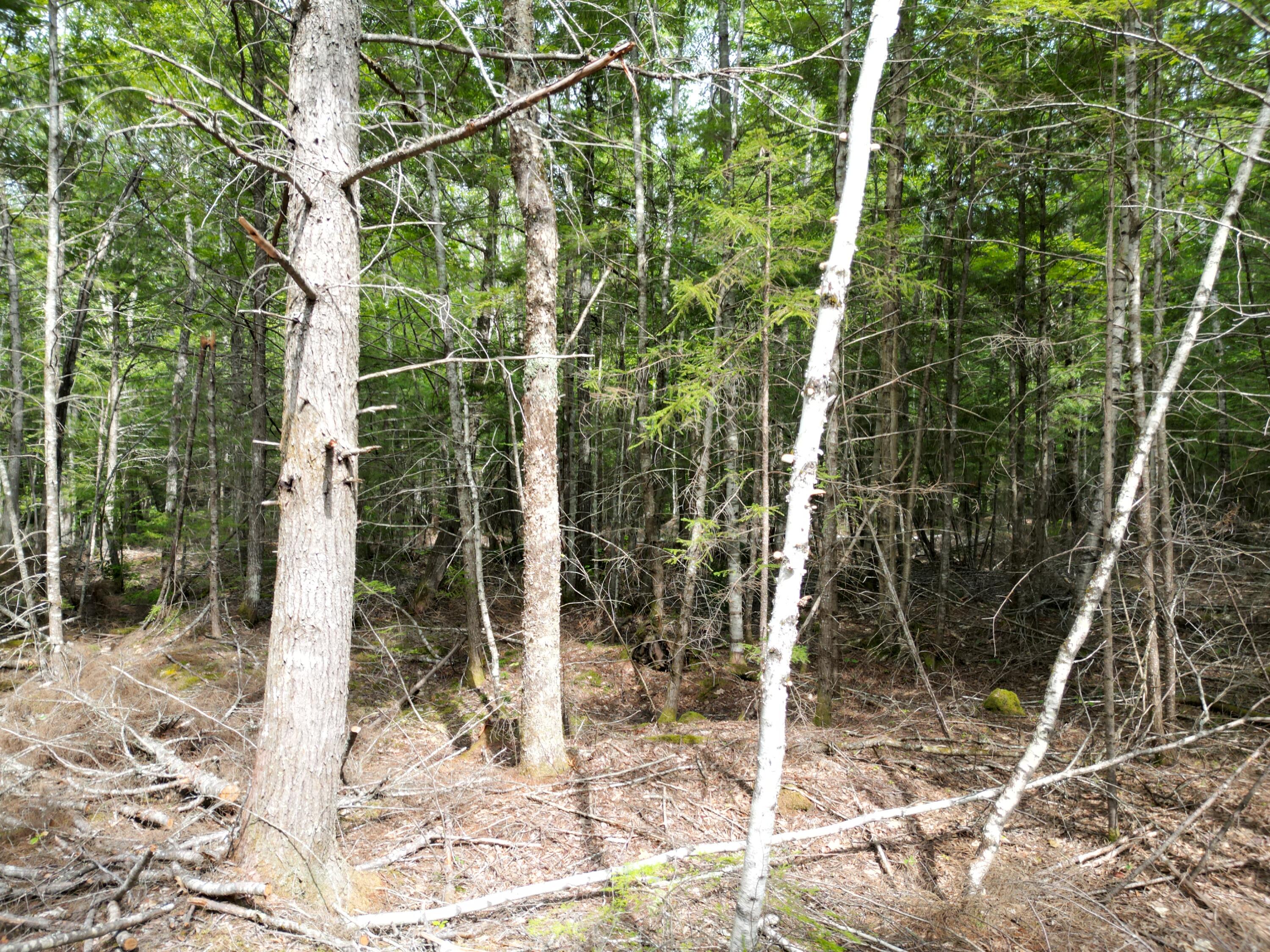 Lot 4 Off Mattamiscontis Road Howland, ME 04448 - Photo 13 of 20 DJI_0067