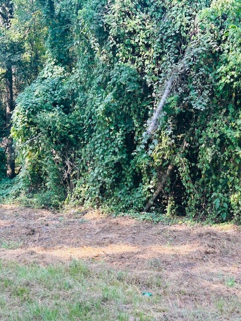 Tbd Robin Lane Shepherd, TX 77371 - Photo 4 of 6 a view of a yard with a tree