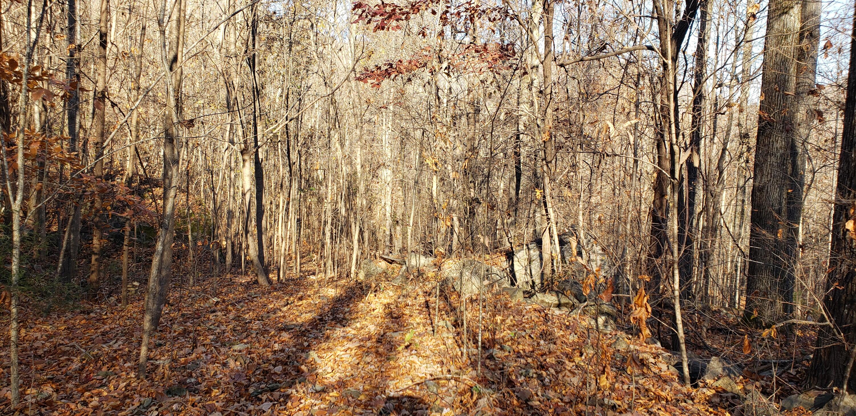 Lot 3 Savage Point Road Dunlap, TN 37327 - Photo 1 of 6 1