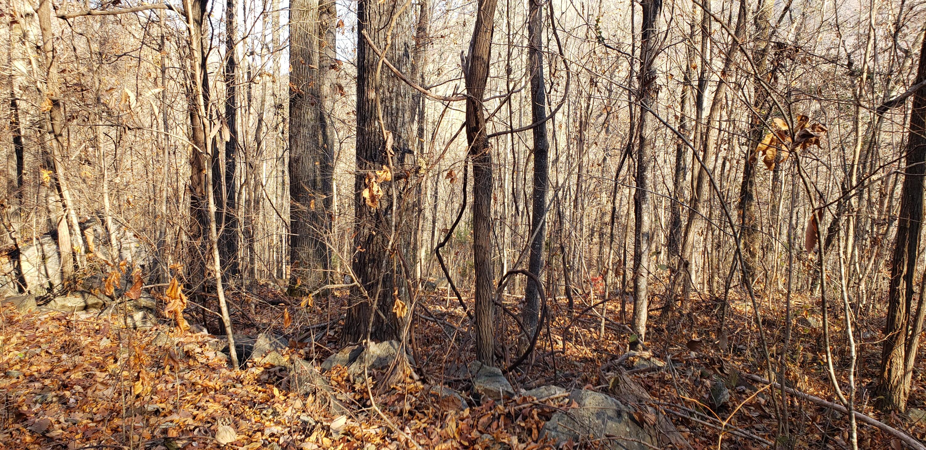 Lot 3 Savage Point Road Dunlap, TN 37327 - Photo 3 of 6 3