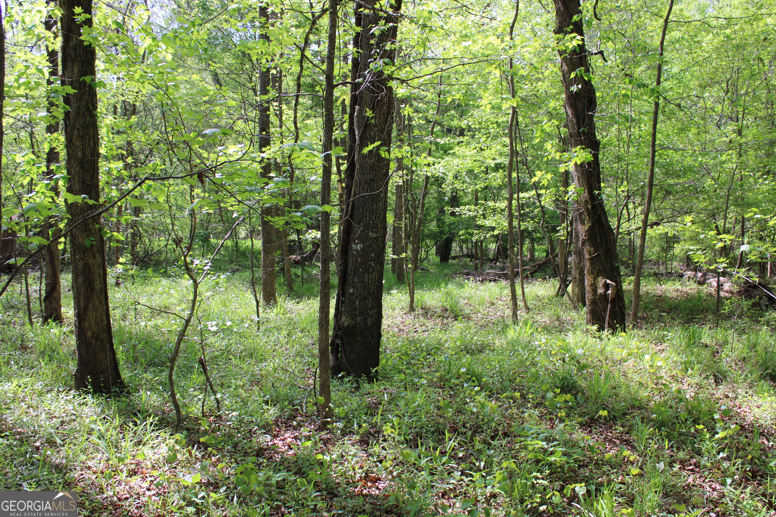 0 Ruffner Road The Rock, GA 30285 - Photo 40 of 51 a view of forest