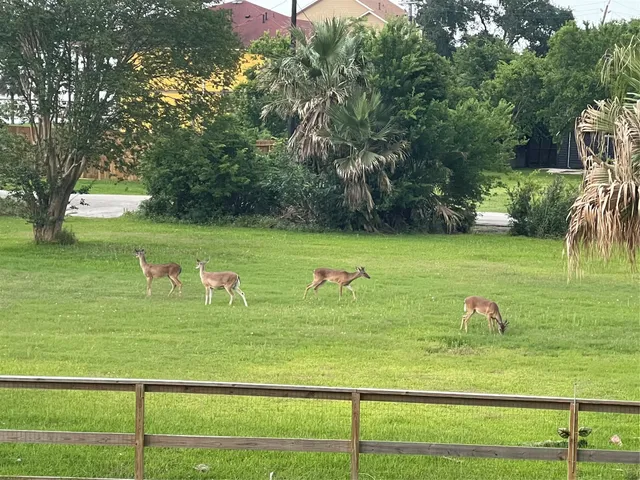a view of a wooden deck with a yard