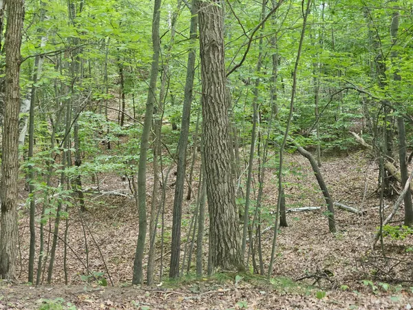 $74,900 | Tbd Tract C Tbd Tract C Richfield Road Southwest, Baxter, MN 56425