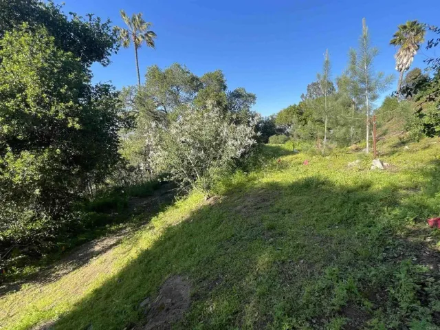 a view of a yard with plants and a bench