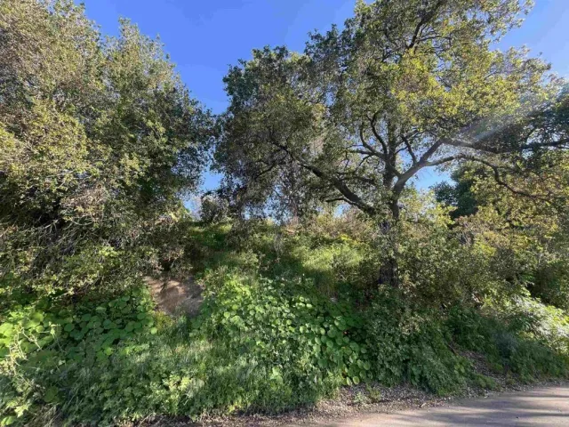 a view of a forest with a tree