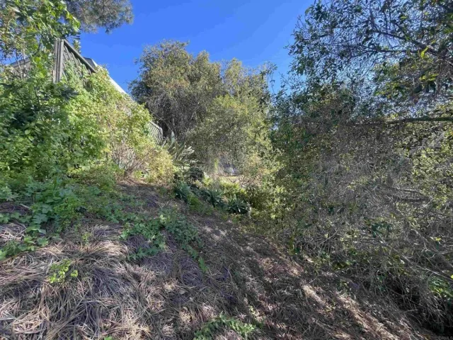 a view of a yard with a tree