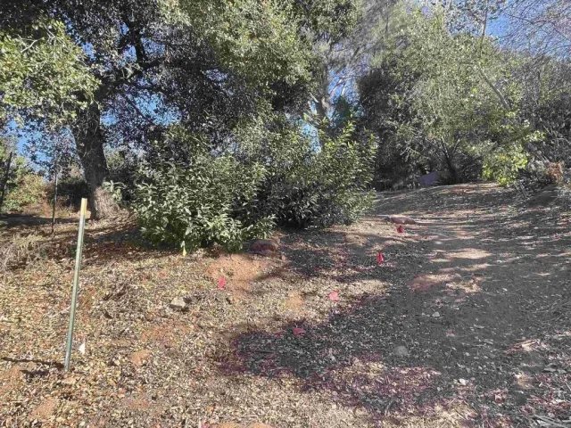 a view of a yard with plants and large trees