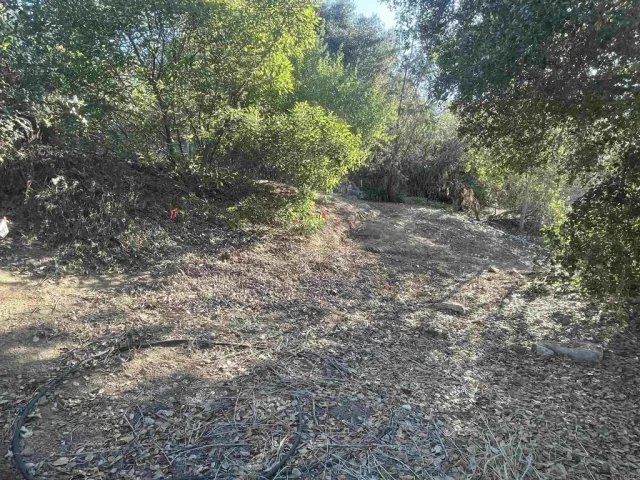 a view of a forest with trees in the background