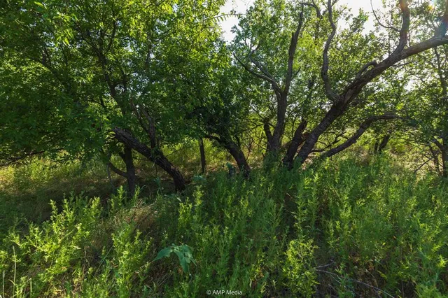a view of a lush green forest