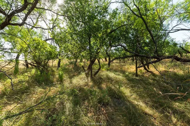 a view of a tree with a plant in front of it