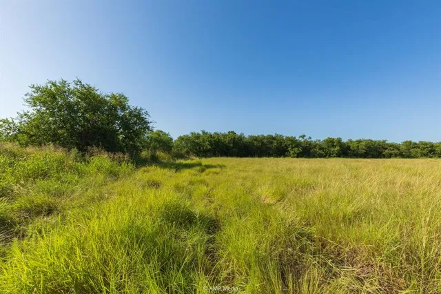 a view of a lush green forest