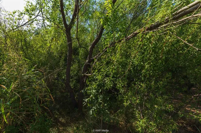 a view of a yard with plants and large trees
