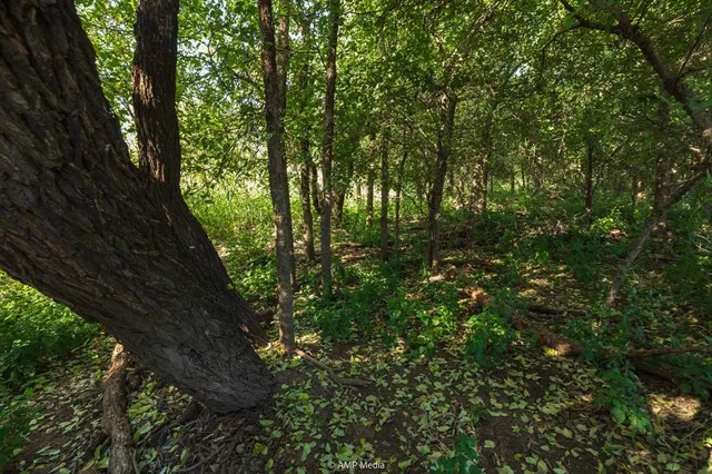 a view of a forest with trees