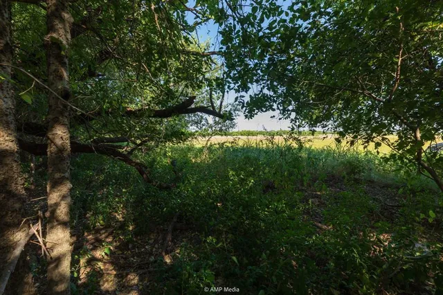 a view of a forest with a tree