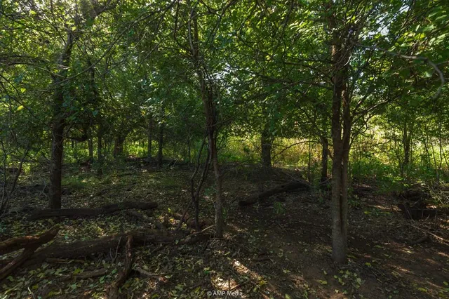 a view of a plant in a garden