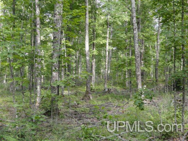 Tbd Norway Lake Road Sidnaw, MI 49961 - Photo 10 of 17