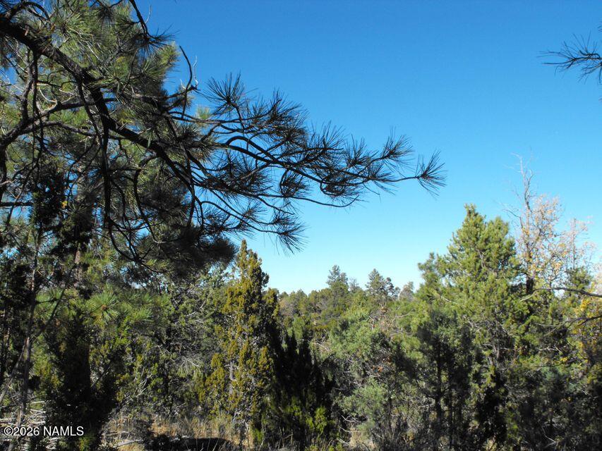 5247 Sunset Ridge Loop Happy Jack, AZ 86024 - Photo 12 of 18 a view of a plant in a garden