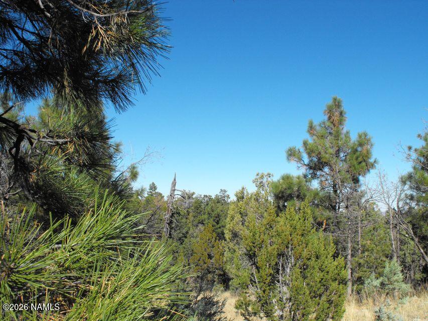 5247 Sunset Ridge Loop Happy Jack, AZ 86024 - Photo 13 of 18 a view of a palm trees