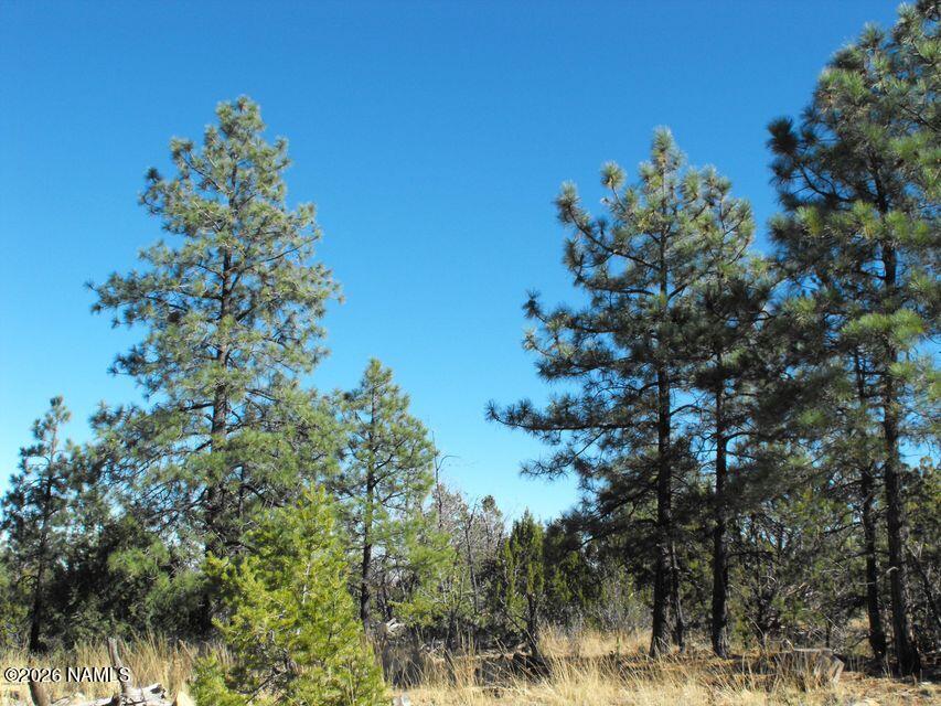 5247 Sunset Ridge Loop Happy Jack, AZ 86024 - Photo 15 of 18 a backyard of a house with lots of green space