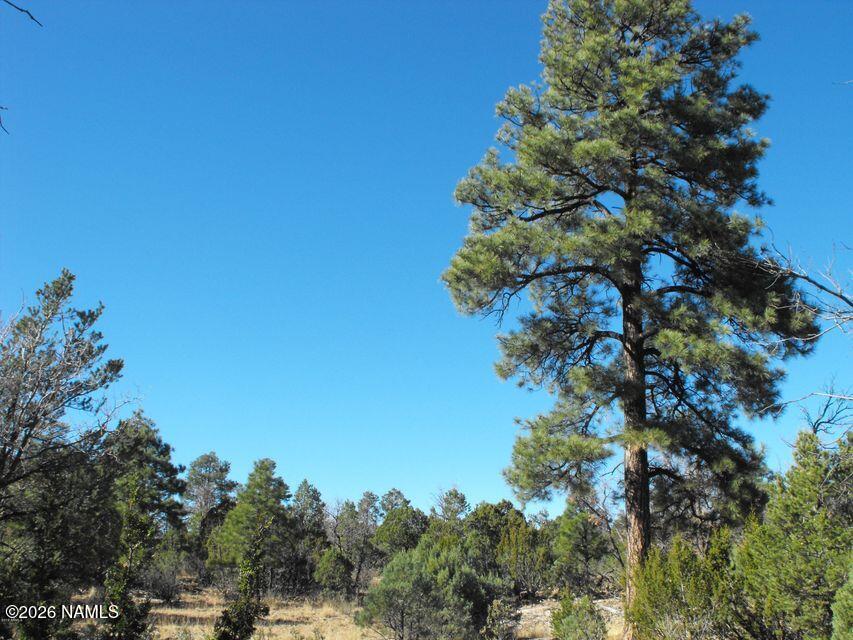 5247 Sunset Ridge Loop Happy Jack, AZ 86024 - Photo 16 of 18 a picture of tree