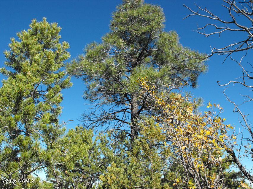 5247 Sunset Ridge Loop Happy Jack, AZ 86024 - Photo 3 of 18 a picture of flowers