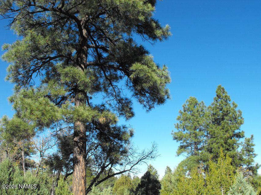 5247 Sunset Ridge Loop Happy Jack, AZ 86024 - Photo 5 of 18