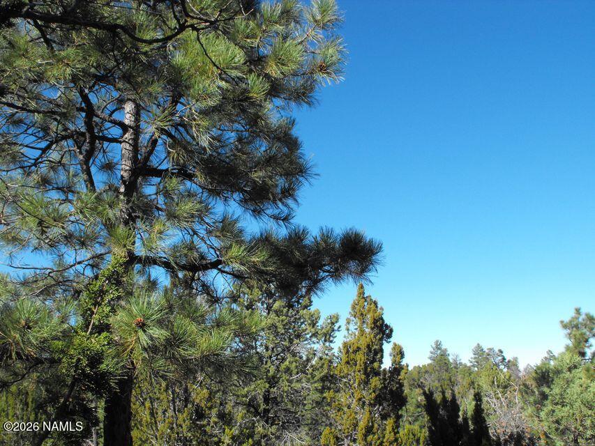 5247 Sunset Ridge Loop Happy Jack, AZ 86024 - Photo 6 of 18 a plant that is in a plant