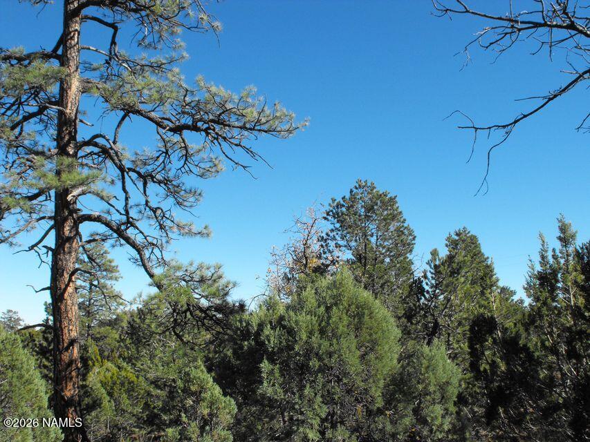 5247 Sunset Ridge Loop Happy Jack, AZ 86024 - Photo 7 of 18 a picture of a tree with a yard