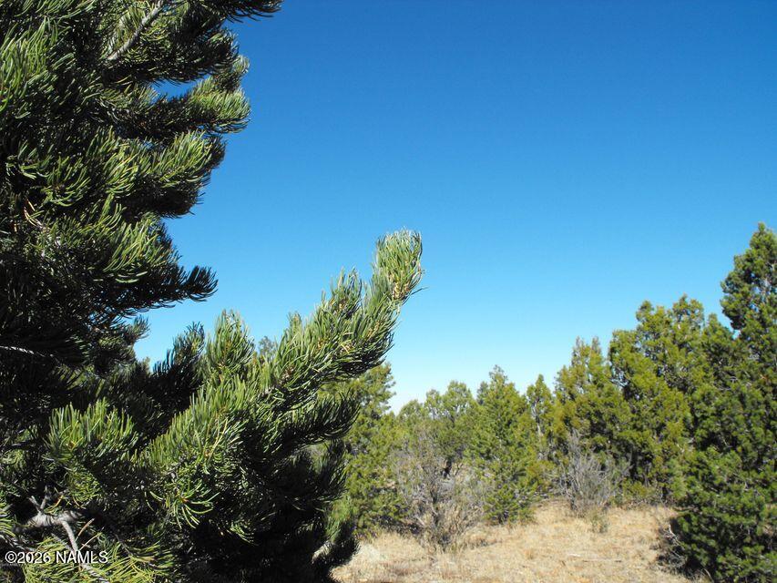 5247 Sunset Ridge Loop Happy Jack, AZ 86024 - Photo 8 of 18 a view of a big yard with plants and large trees