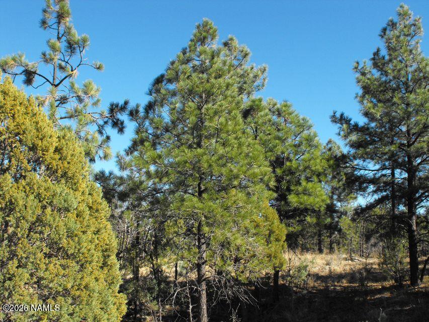 5247 Sunset Ridge Loop Happy Jack, AZ 86024 - Photo 9 of 18 a view of a garden
