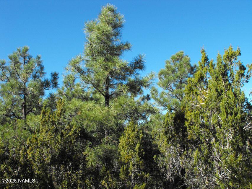 5247 Sunset Ridge Loop Happy Jack, AZ 86024 - Photo 10 of 18 a view of a tree
