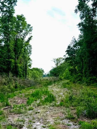 a view of a lush green space
